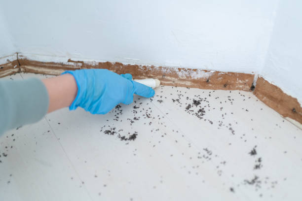 Best Bed Bug Extermination  in Willow Springs, MO